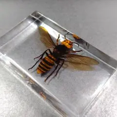 オオスズメバチ 樹脂標本 2匹 レジン製 円形 - メルカリ