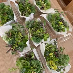 多肉植物　カット苗　1パック 希望あれば育て方送ります　セダム セット