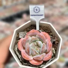 Top【選抜株】多肉植物　360332アイボリー ローズ　53個　プラグトレー苗 Top【選抜株】多肉植物 362023アイボリー 105個 プラグトレー苗 - メルカリ