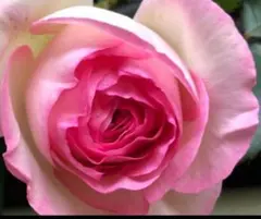 yonerimama様 リクエスト 2点 まとめ商品