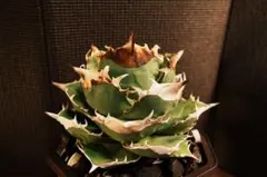 2026年最新】白犀牛の人気アイテム - メルカリ