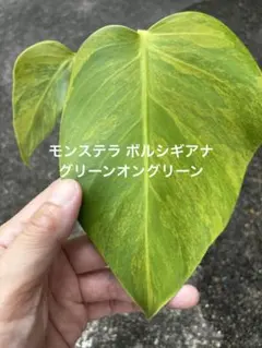鉢ごと発送 希少！モンステラ ボルシギアナ グリーンオングリーン GOG 鉢ごと発送 希少！モンステラ ボルシギアナ グリーンオングリーン GOG