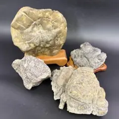 ❗️ ✳希少　美品❤️銅化アンモナイト　品質良く6.7cm 原石　化石 ❗️ ✳希少 美品❤️銅化アンモナイト 品質良く6.7cm 原石 化石