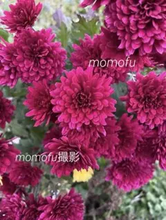菊苗　秋咲き　ワイン色　宿根草