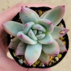 2026年最新】コロラータの人気アイテム - メルカリ