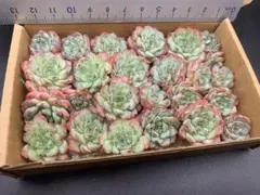 ふうらい(海辺の多肉屋さん)☆様 リクエスト 2点 まとめ商品