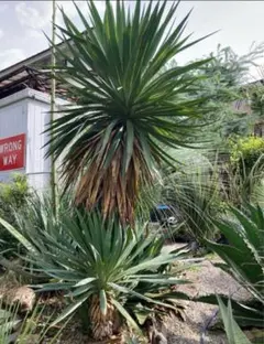 ⚜️激レア⚜️ ユッカ　レクルビフォリア　ゴールドリボン　大苗 ⚜️激レア⚜️ユッカ レクルビフォリア ゴールドリボン 苗木