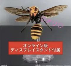 オオスズメバチ 女王蜂 立体標本 4.6cm超 特大サイズ - メルカリ
