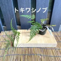 白☆蛇(未出品多数)様 リクエスト 2点 まとめ商品