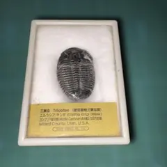 レ*ス様 三葉虫　化石のサムネイル