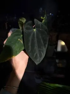 Anthrium Antolakii x Dressleri PCF - メルカリ