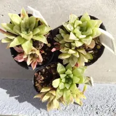 さ*ち様 多肉植物　雪の華　3ポット抜き苗