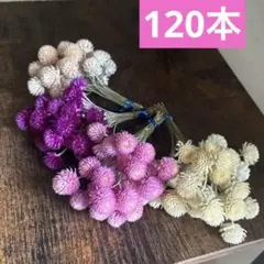 O千日紅　ドライフラワー　茎付き　120本⭐️ピンク　白　紫⭐️スワッグ　ガーランド