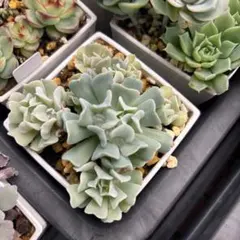 多肉植物　エケベリア　★名前不明★