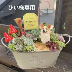 28日まで取置きひい様専用 箱庭風多肉植物 寄せ植え コーギーちゃん