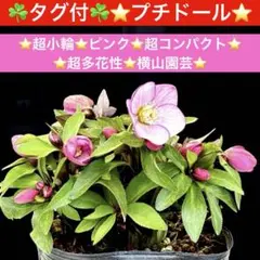 3740☘️タグ付☘️⭐️プチドール⭐️超小輪⭐️ピンク⭐️超コンパクト⭐超多花性⭐️横山園芸 3740☘️タグ付☘️⭐️プチドール⭐️超小輪⭐️ピンク⭐️超コンパクト