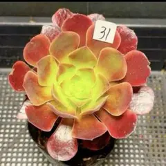 82#観葉植物ア工オニウム錦❤️レッド富士❤️青花瓷❤️1大頭2小頭