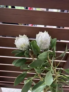 プロテアアークティックアイス　希少！　1 プロテア アークティックアイスホワイト - 輸入切花専門商社