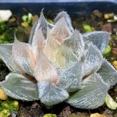 2025年最新】白狐伝 ハオルチアの人気アイテム - メルカリ