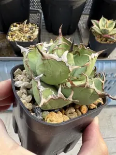 Agave Titanota'Black Whale'黒鯨　子株2個付のサムネイル
