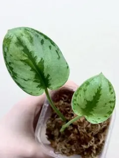 はなかっぱ様 リクエスト 2点 まとめ商品