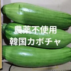 韓国カボチャ 애호박 カボッキー エホバク 農薬不使用 無農薬栽培