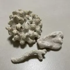 サンゴ　珊瑚　貝殻　オブジェ　置物　インテイク