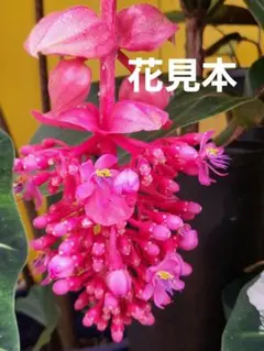 2026年最新】メディニラマグニフィカの人気アイテム - メルカリ