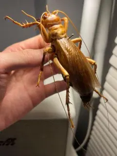 2026年最新】巨大コオロギの人気アイテム - メルカリ