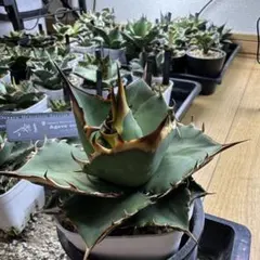 Coyote plants】メスカレロ実生 超選抜 アガベ オテロイ チタノタ