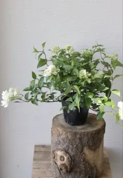 りょう様 リクエスト 3点 まとめ商品