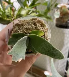 OMG 胞子培養株のサムネイル