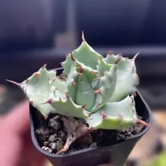 2026年最新】白銀甲蟹の人気アイテム - メルカリ