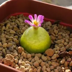 2026年最新】ブルゲリの人気アイテム - メルカリ