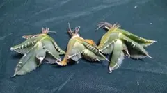 2025年最新】アガベ 子株 セットの人気アイテム - メルカリ