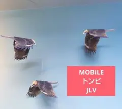 トビの翼標本 0HRQxSMs_200x200.jpg