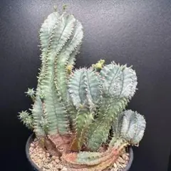 2026年最新】ユーフォルビア バリダの人気アイテム - メルカリ