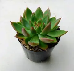 ②多肉植物　エケベリア　レッドギルバ×桃太郎　抜き苗　ファームパルクさん苗