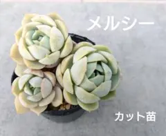 ꕤclara*様 リクエスト 3点 まとめ商品