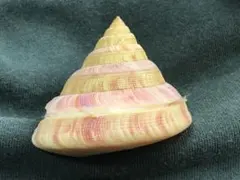 2026年最新】オキナエビスの人気アイテム - メルカリ