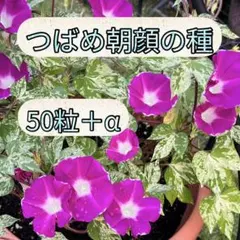 朝顔のミックス種 30粒＋ - メルカリ