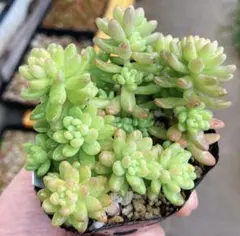 みかちゃん様 リクエスト 2点 まとめ商品