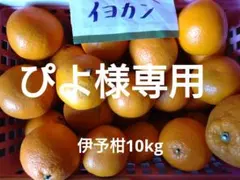 ぴよ様専用　伊豆産　伊予柑　農薬不使用10kg
