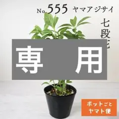 ポットごとヤマト便557】ヤマアジサイ 大サイズ 土佐の小波 - メルカリ