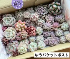 93 多肉植物　多肉弁当　詰め合わせ　寄せ植え　セット　カット苗　韓国苗　つぶ