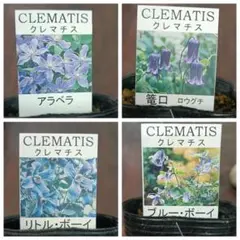 ☆クレマチス☆咲良の妖精☆3号鉢☆希少☆入手困難☆ - メルカリ