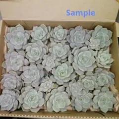 〘多肉植物〙カット苗セット大　白ぼたん　大きめ　宅急便コンパクト便送料込み