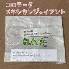 2025年最新】メキシカンジャイアントの人気アイテム - メルカリ