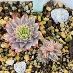 センペルビウム　エルグレコ　Elgreco 2025年最新】センペルヴィウムの人気アイテム - メルカリ