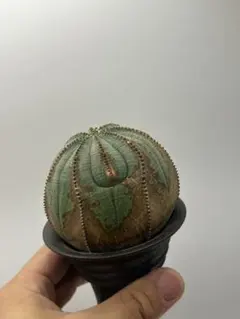 l.i.l.y様 リクエスト 2点 まとめ商品